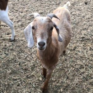 Meet your Posher, Carmen